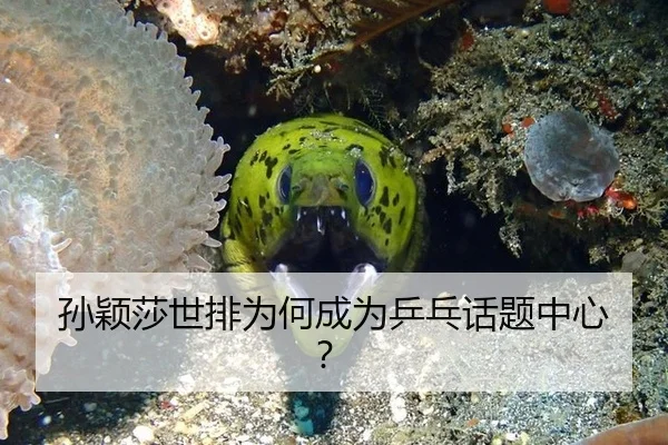 孙颖莎世排为何成为乒乓话题中心？ - leyu